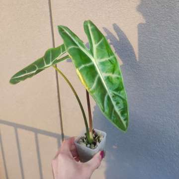 Alokazja Longiloba