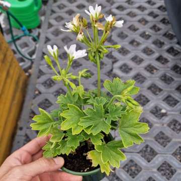 Pelargonia