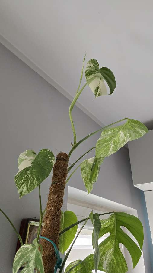 Monstera variegata szczepka 2 liście 3