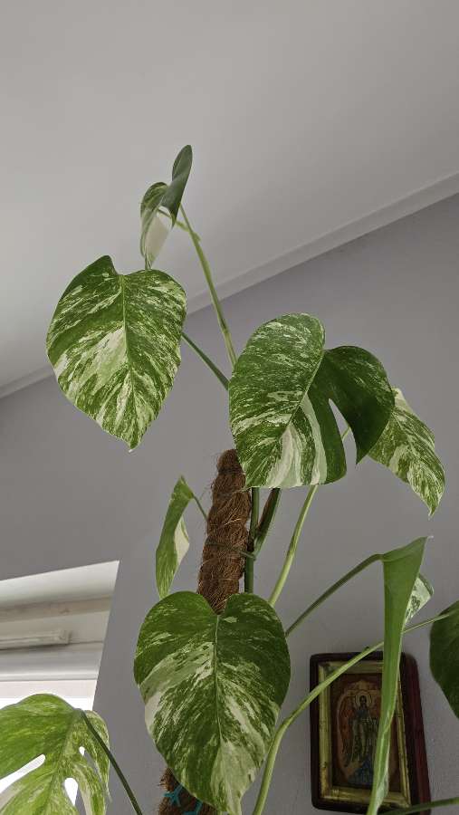 Monstera variegata szczepka 2 liście 2