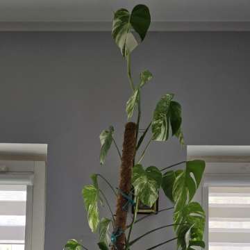 Monstera variegata szczepka 2 liście