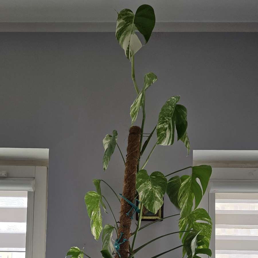 Monstera variegata szczepka 2 liście
