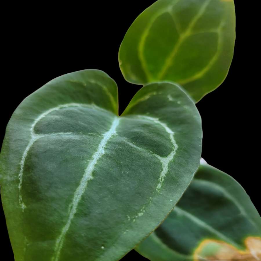 Anthurium Clarinervium