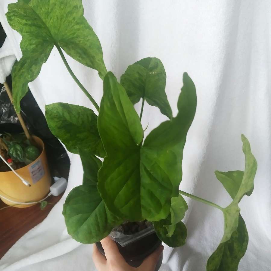 Syngonium mottled mojito