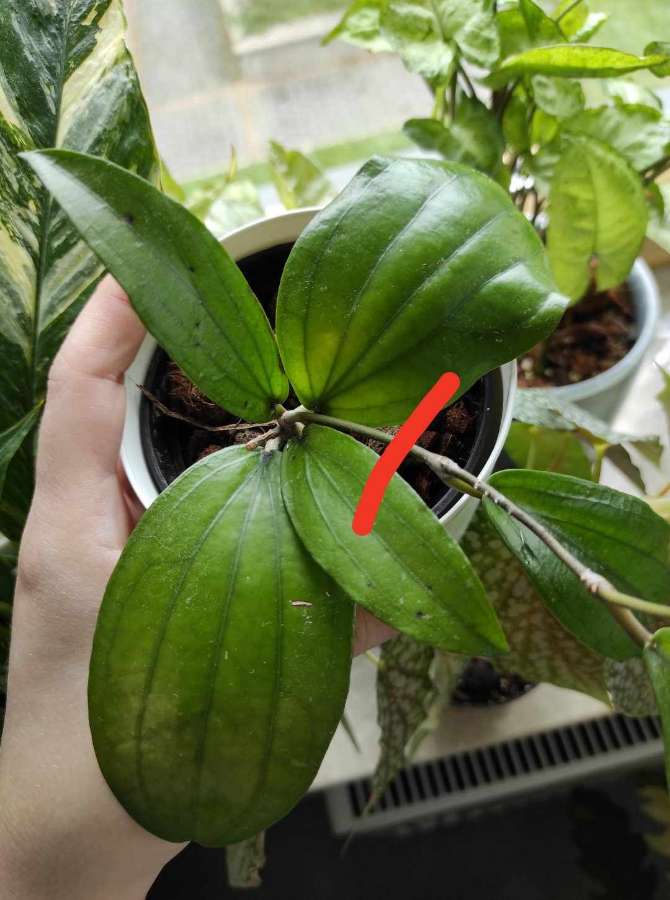 Hoya erythina x 2