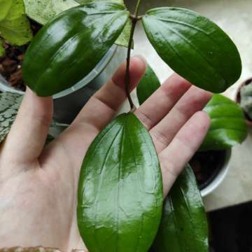 Hoya erythina x