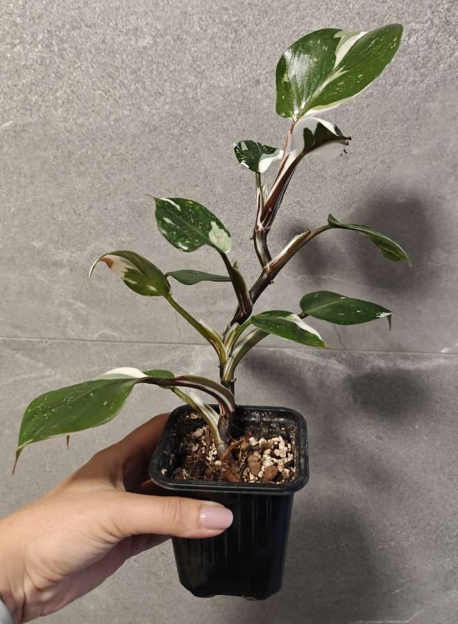 Philodendron White Knight 3