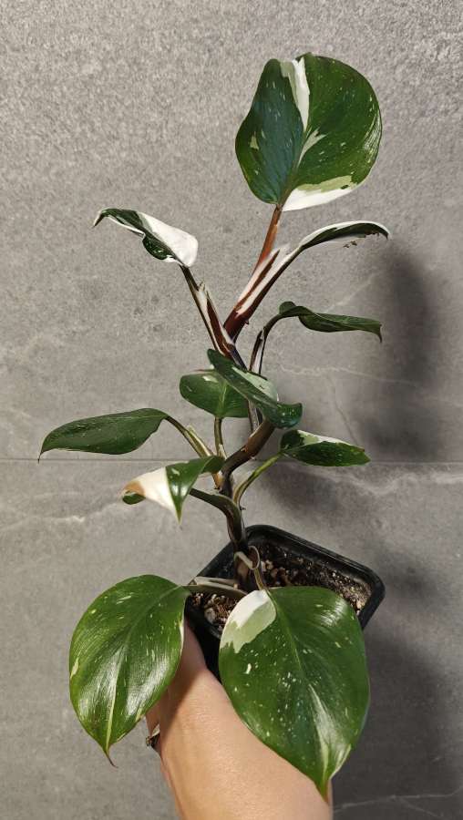 Philodendron White Knight 4