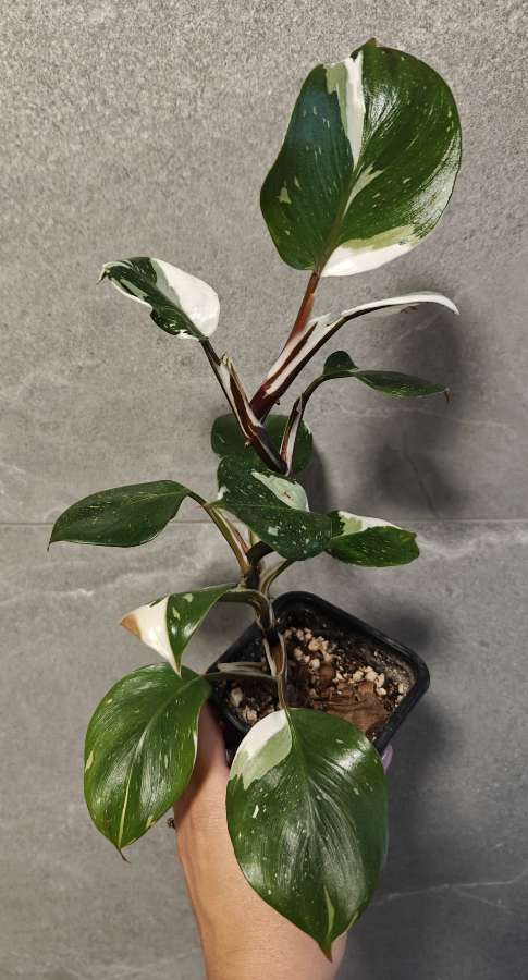 Philodendron White Knight 2