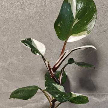 Philodendron White Knight