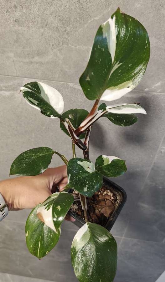 Philodendron White Knight 5