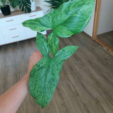 Sungonium mojito