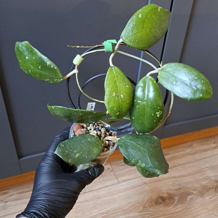 Hoya aff vitellina IML1348 sp Nova Honey Pot