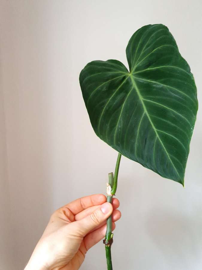 Philodendron Choco red, rubrijuvenile 3