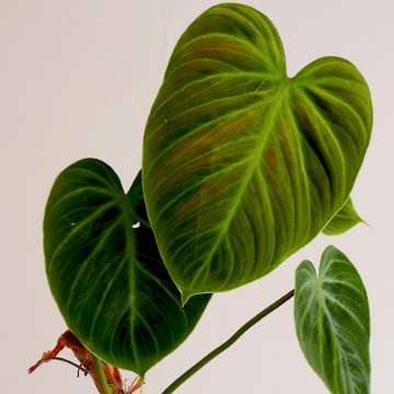 Philodendron Choco red, rubrijuvenile