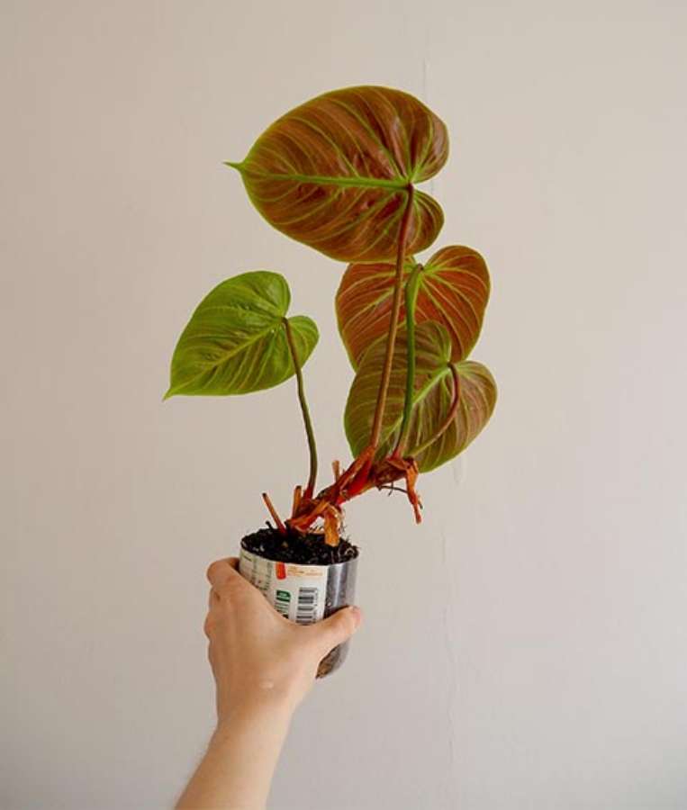 Philodendron Choco red, rubrijuvenile 2