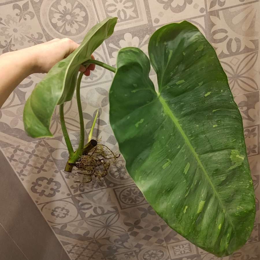 Philodendron jose buono