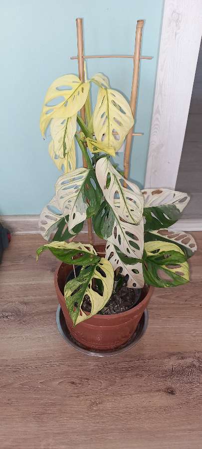 Monstera Adansonii Variegata 2