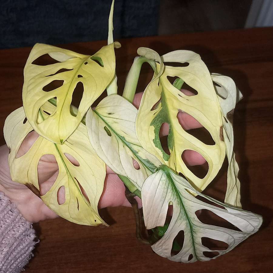 Monstera Adansonii Variegata