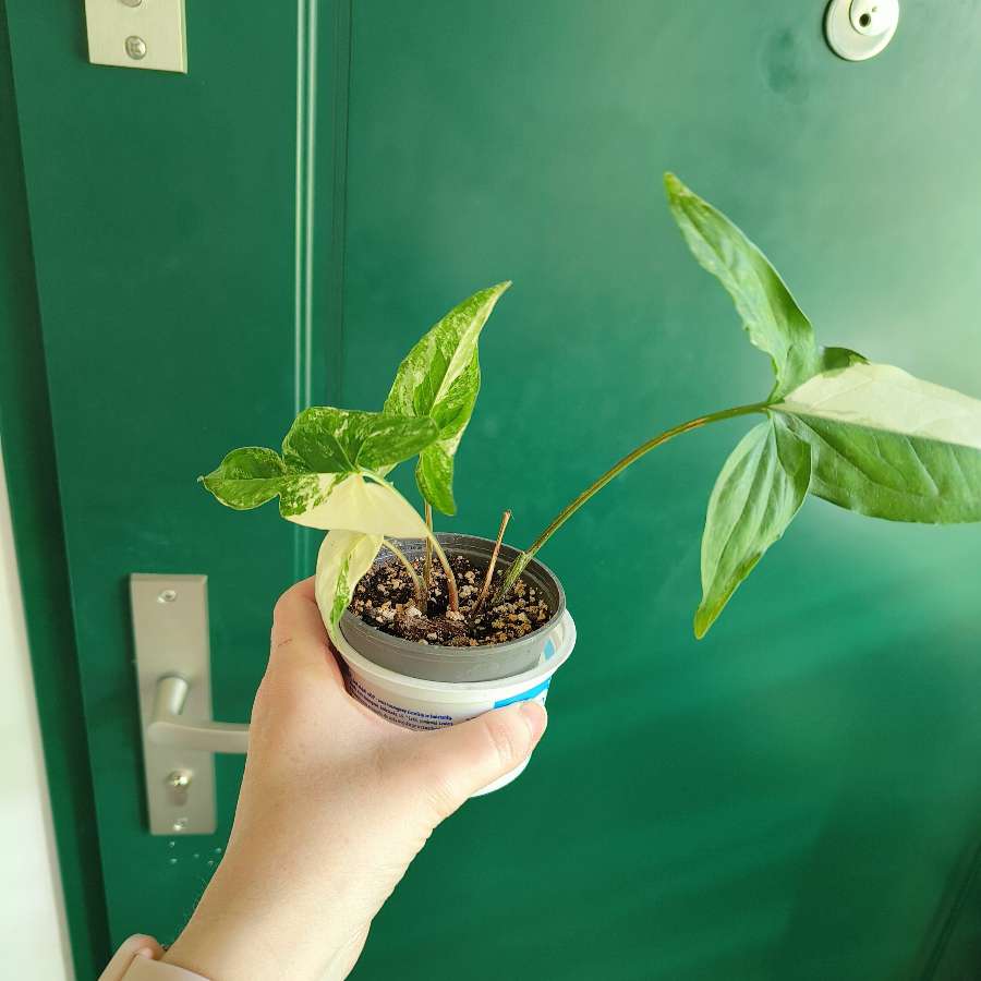 Syngonium Emerald Gem