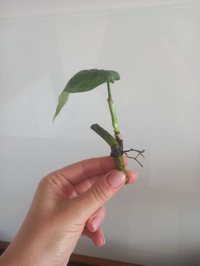 Filodendron majestic 5