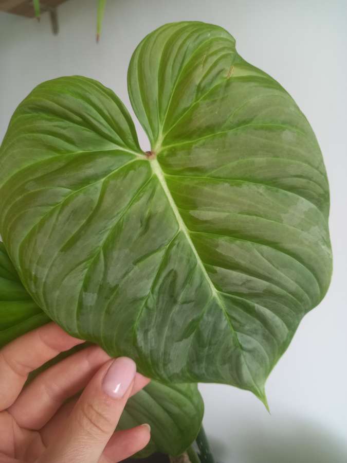 Filodendron majestic 2