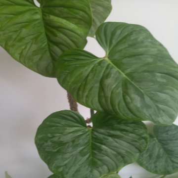 Filodendron majestic