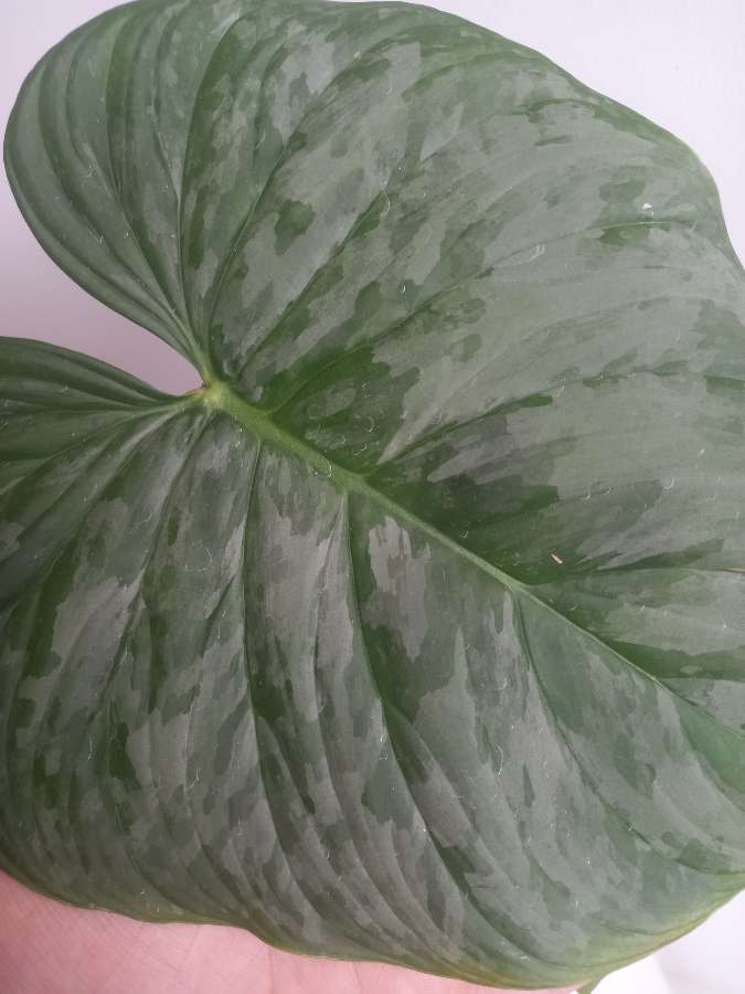 Filodendron majestic 3
