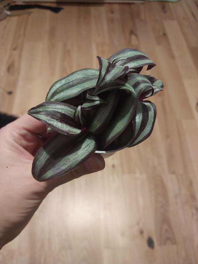 Trzykrotka zebrina 2