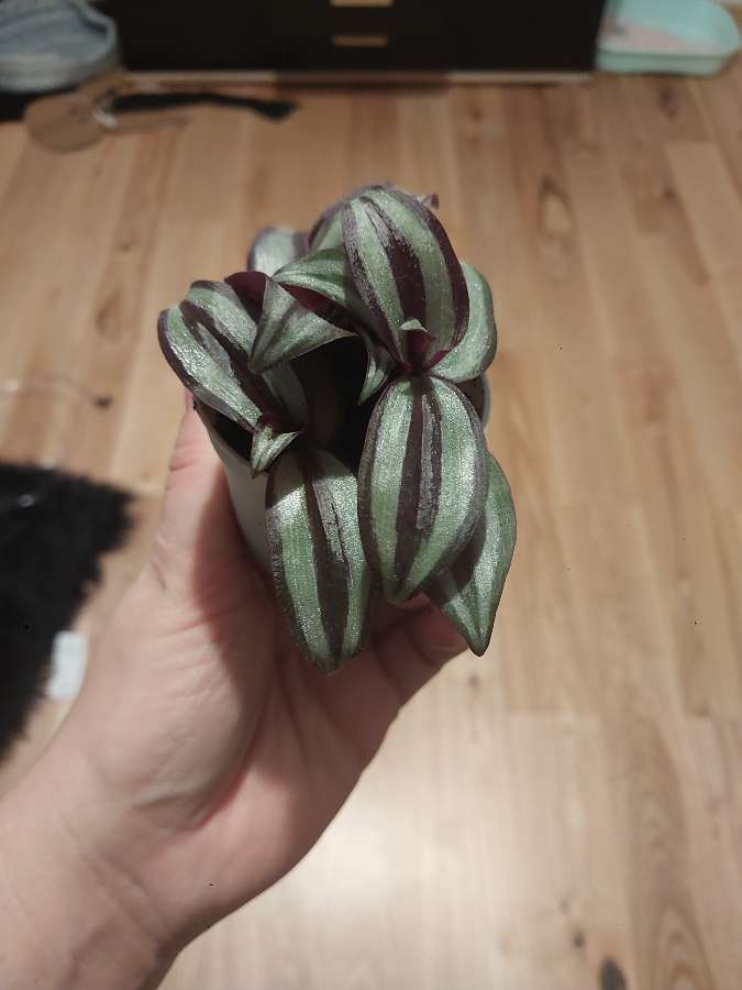 Trzykrotka zebrina 3