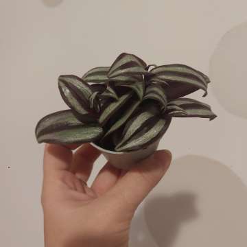Trzykrotka zebrina