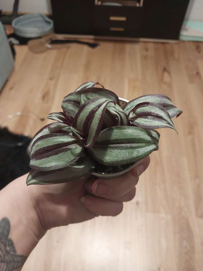 Trzykrotka zebrina 4