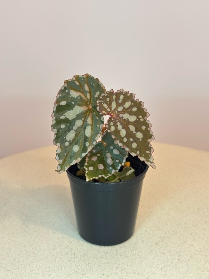 Chlorostica x Negrosensis #7 2