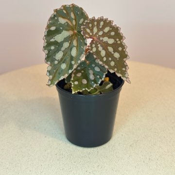 Chlorostica x Negrosensis #7