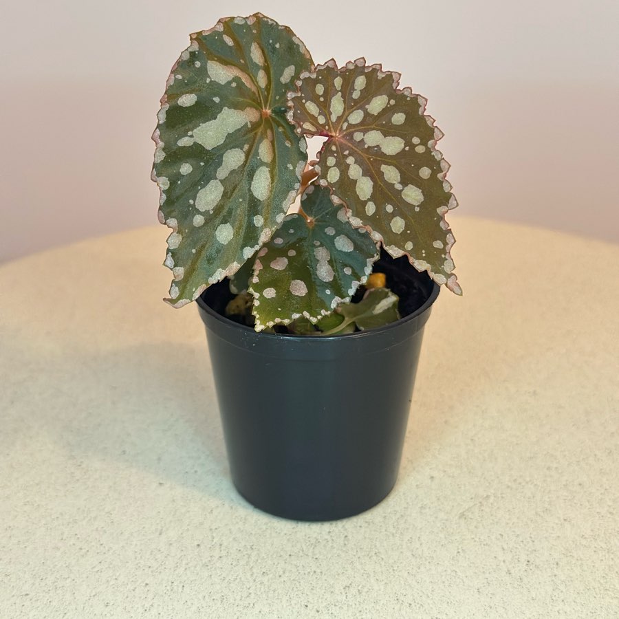 Chlorostica x Negrosensis #7