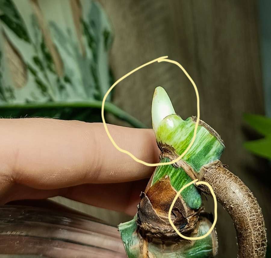 Monstera Variegata 2 oczka 4