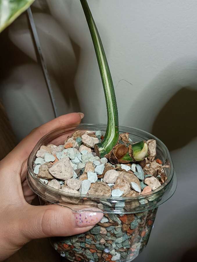 Monstera Variegata 2 oczka 2