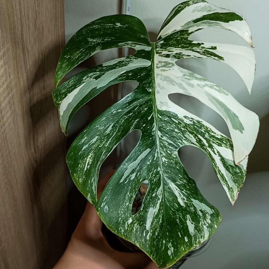Monstera Variegata 2 oczka