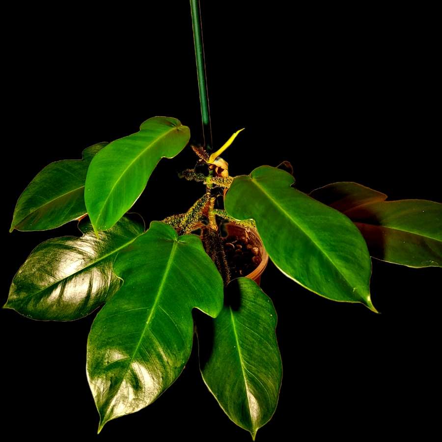 Philodendron Squamiferum