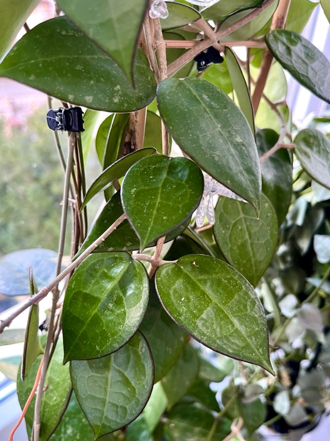 Hoya sp. Anjuk Ladang 1cw 3
