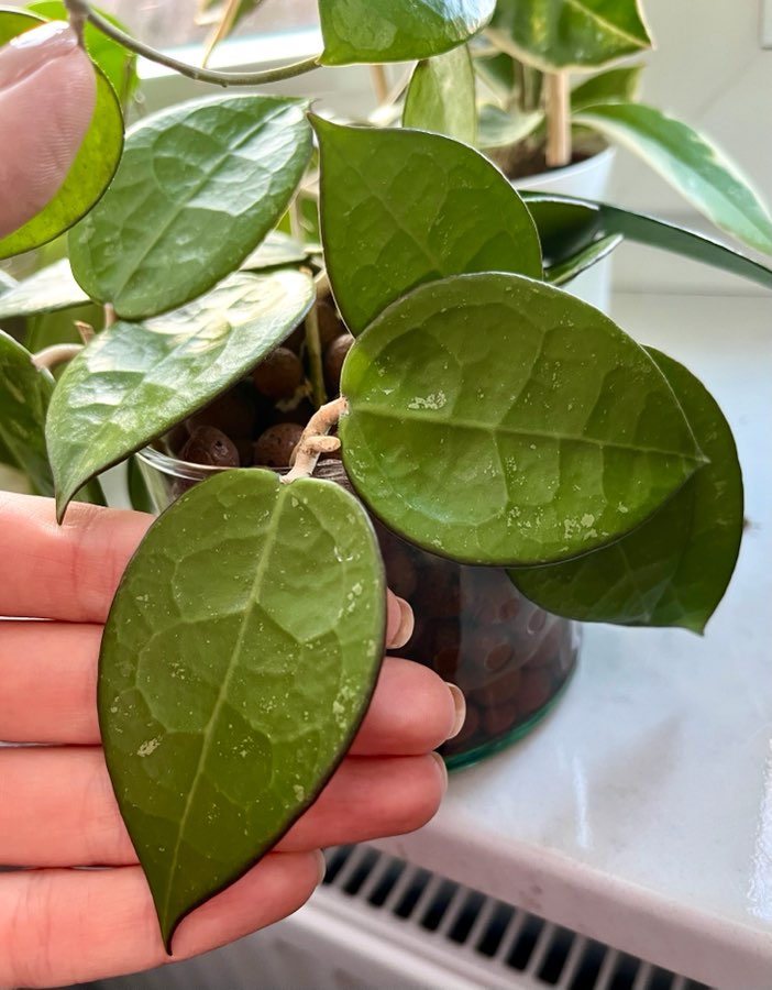 Hoya sp. Anjuk Ladang 1cw 2