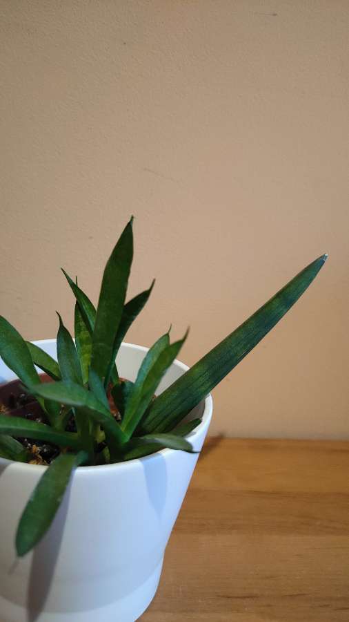 Sansevieria cylindrica 4