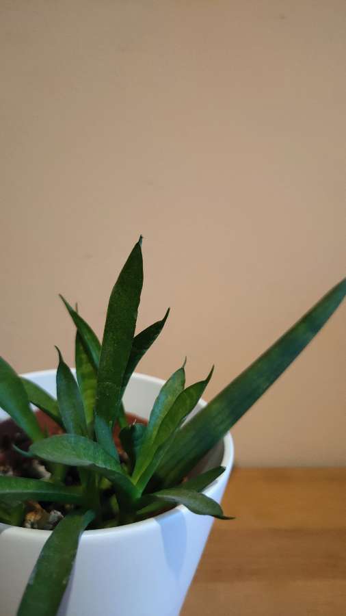 Sansevieria cylindrica 5