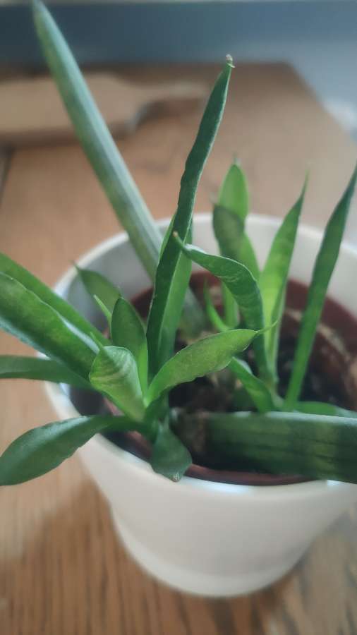 Sansevieria cylindrica 3
