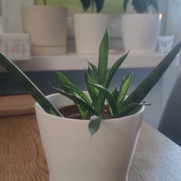 Sansevieria cylindrica