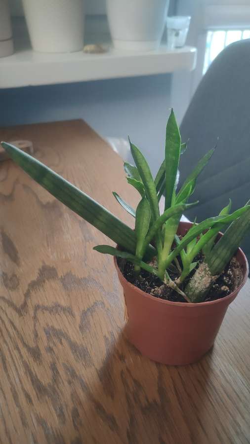 Sansevieria cylindrica 2