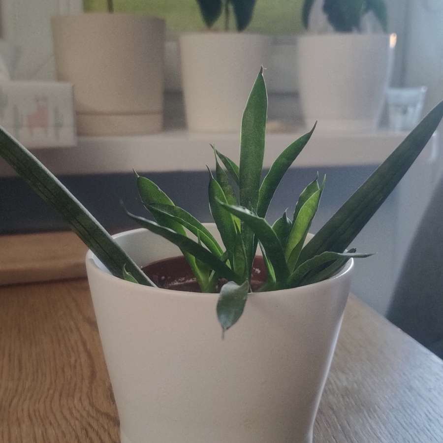 Sansevieria cylindrica