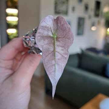 Alokazja polly pink variegata