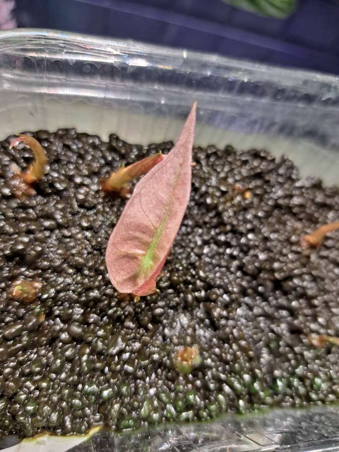 Alokazja polly pink variegata 2