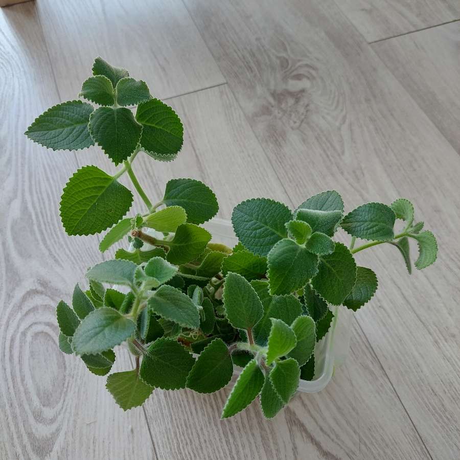Mięta meksykańska, oregano kubańskie